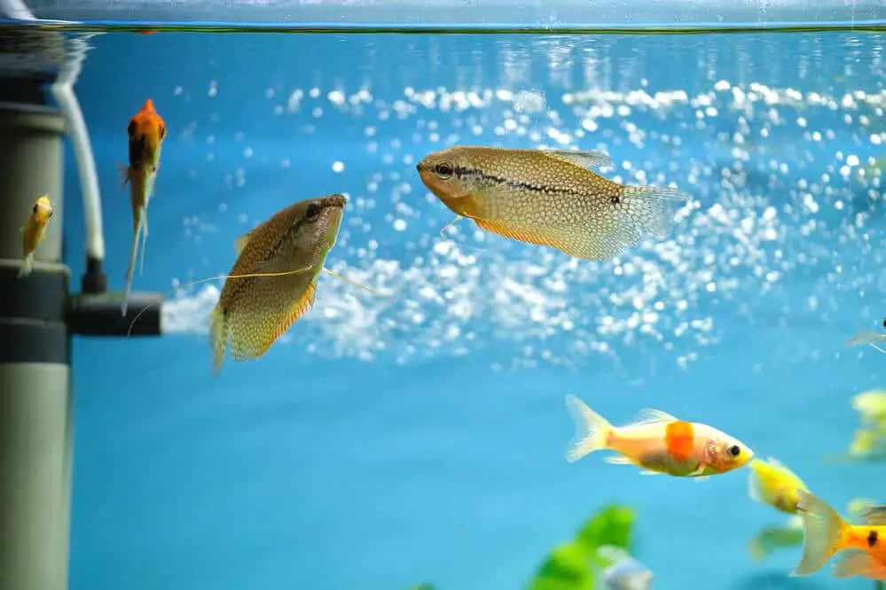 fish-swimming-up-and-down-in-the-tank
