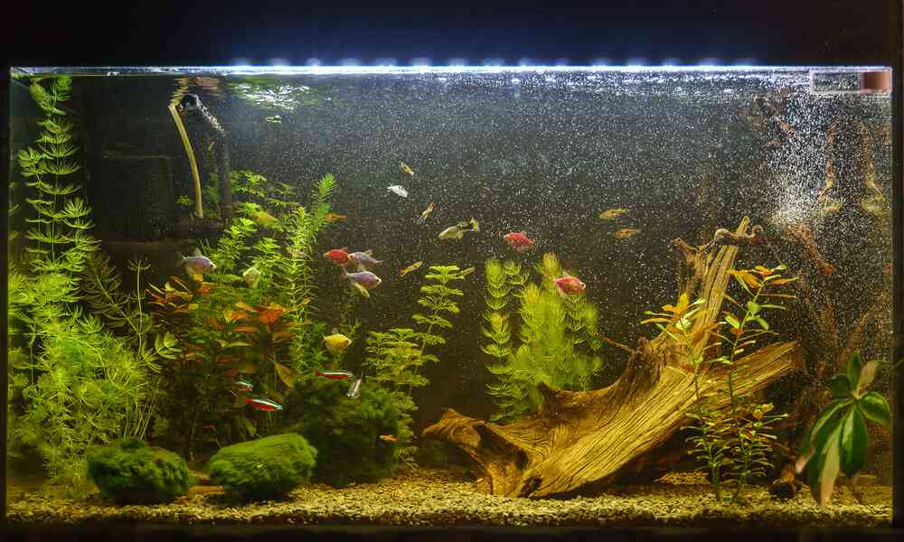 7 Smart Ways To Aerate A Fish Tank Without A Pump!