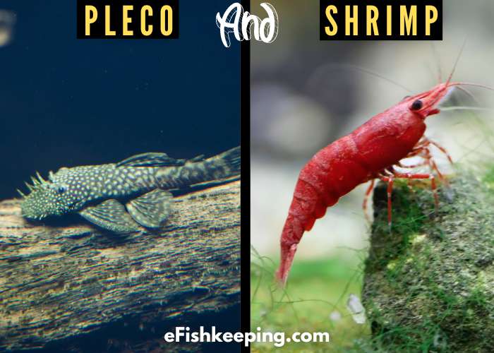 pleco-and-shrimp