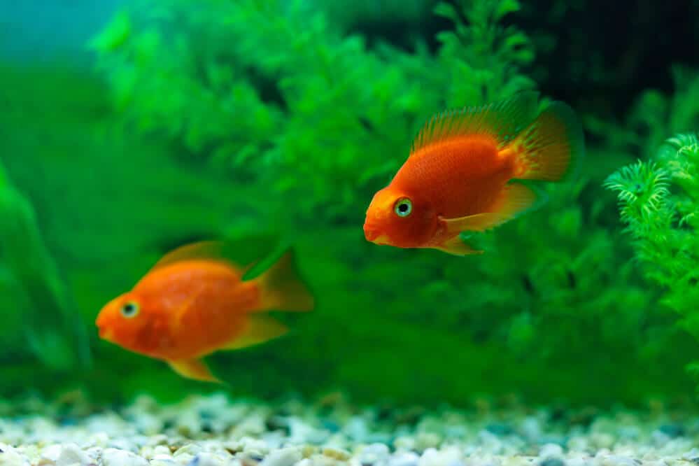 Two Red Blood Parrot Fish In Swimming In A Planted Tank