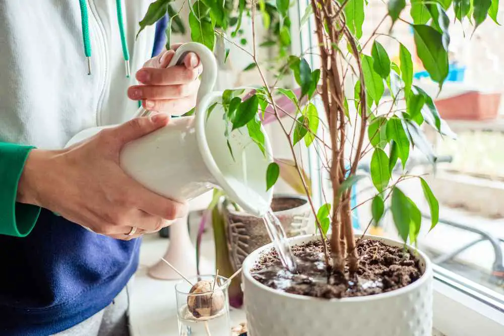 can-you-use-aquarium-water-for-plants