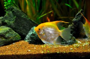 9 Most Common Reasons Why Angelfish Keep Dying + Prevention!