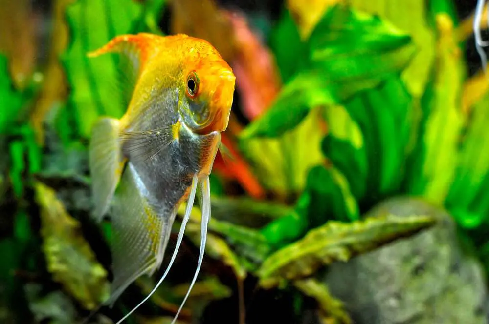 why-do-angelfish-keep-dying