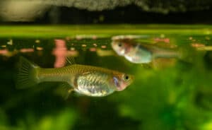 Top 8 Reasons Why Guppies Stay At The Top Of The Tank [+Fixes!]