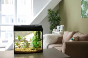 Can Fish Tanks Be Near Windows? All Doubts Solved!