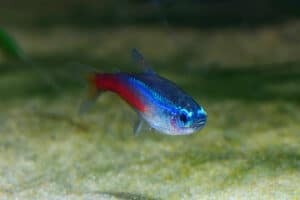 Do Neon Tetras Die Easily? [Here’s The Truth!]