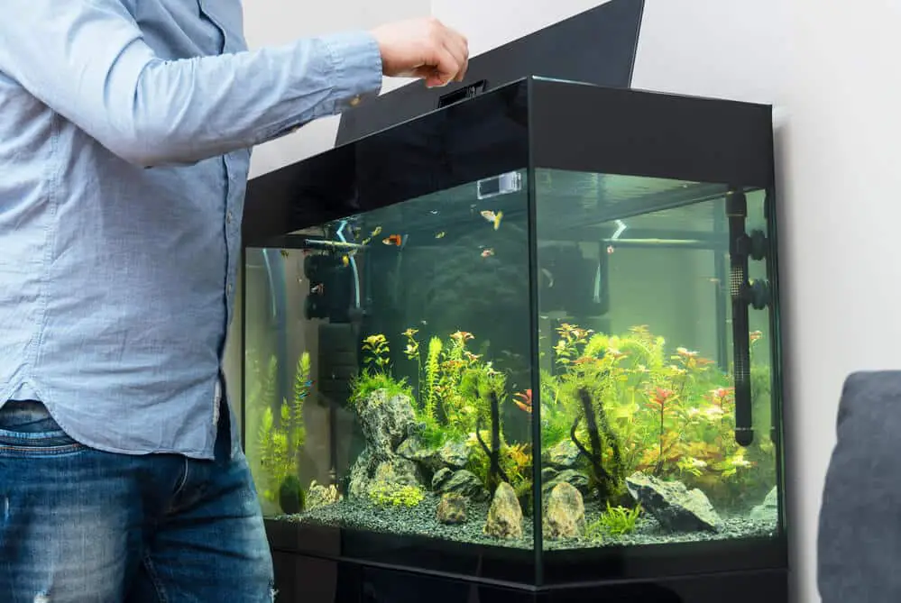 man-standing-near-a-fish-tank