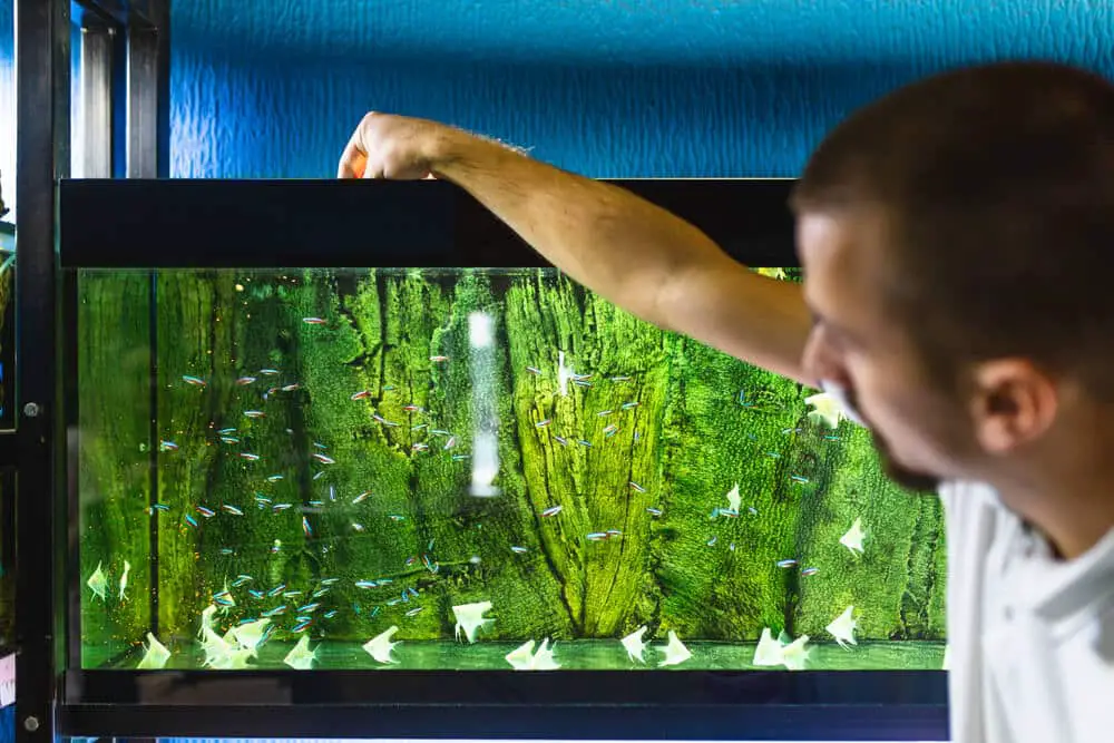 5 Genius Ways To Get Fish Out Of Your Tank Without A Net!