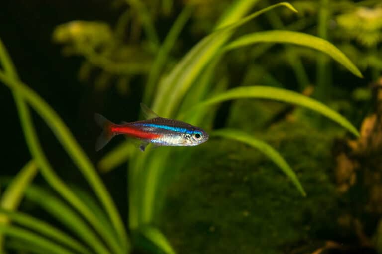 Do Neon Tetras Die Easily? [Here’s The Truth!] - eFishkeeping