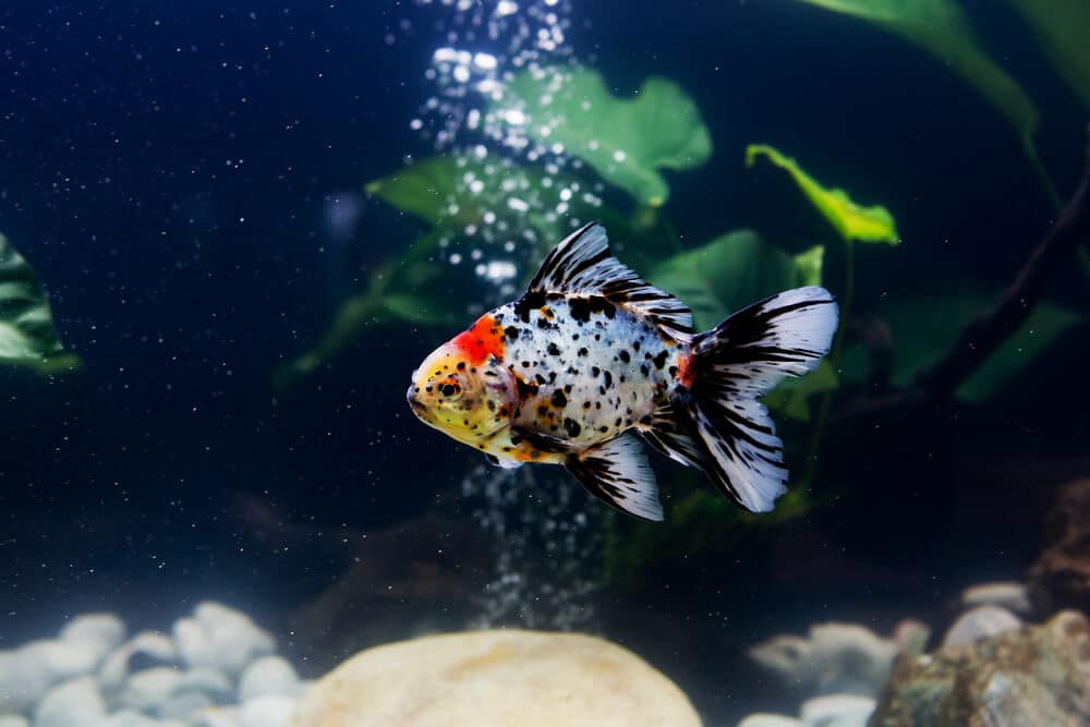 a-fish-in-tank-with-bubbles-in-background-from-an-air-stone