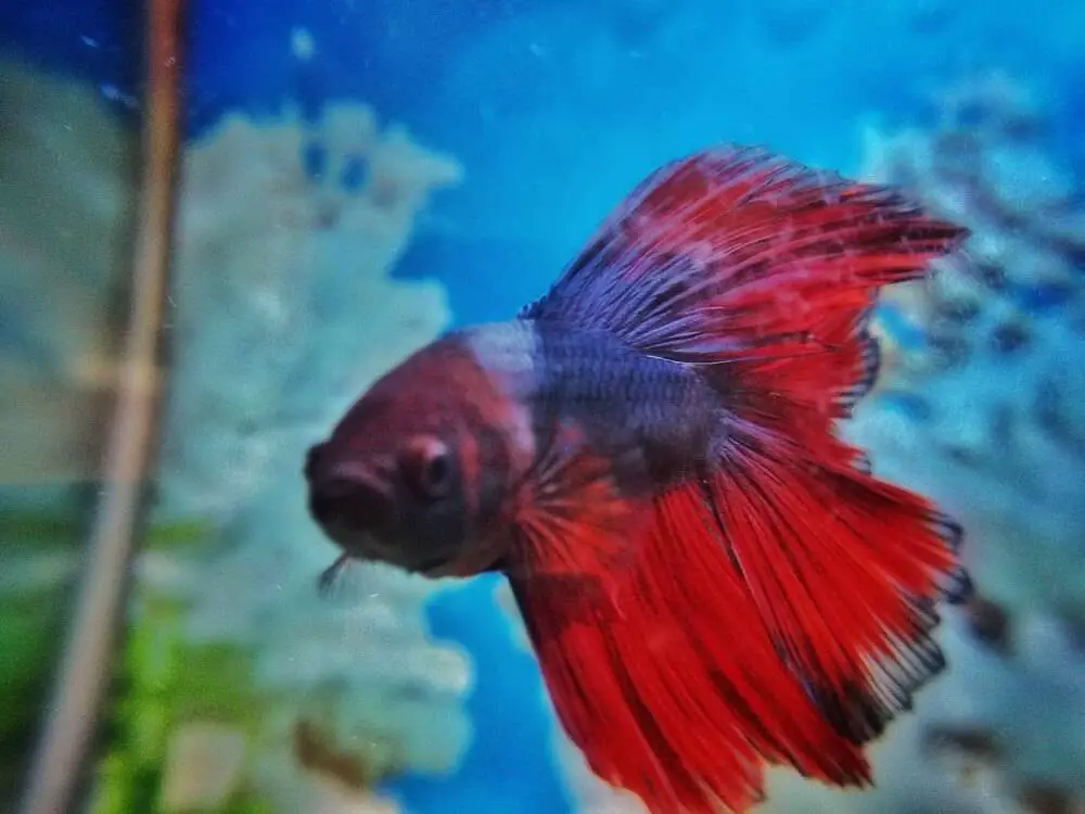 a-lonely-single-betta-fish-in-a-fish-tank