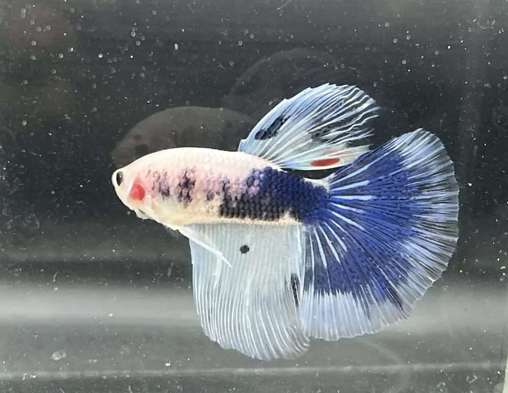 a-single-alone-betta-fish-in-a-tank