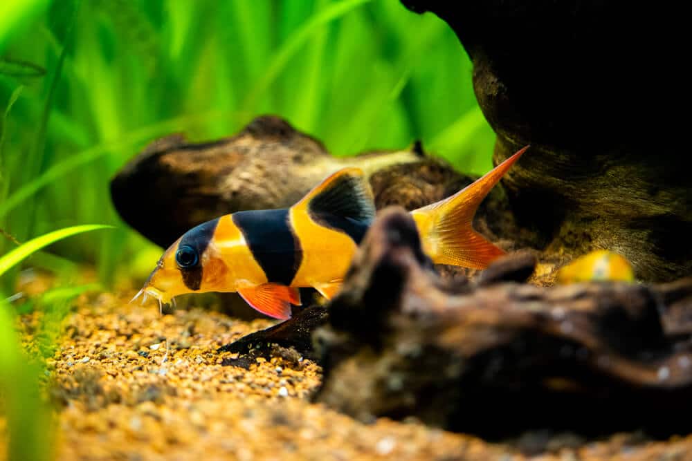 do-clown-loaches-eat-algae-do-they-clean-the-tank