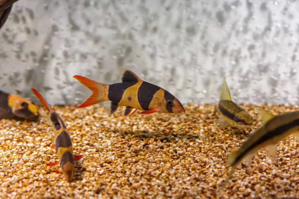 do-clown-loaches-eat-algae