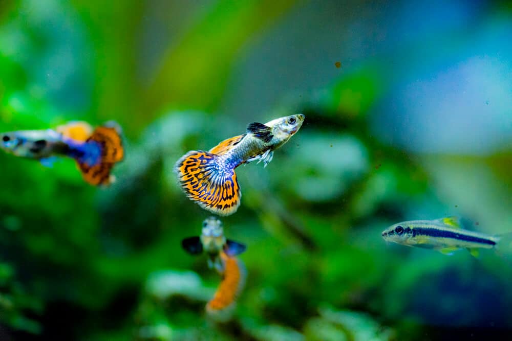 guppy-fish-with-other-tank-mates-in-the-tank