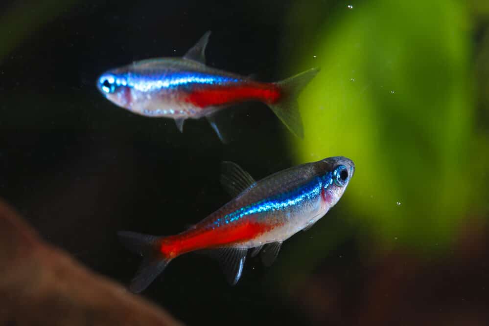 two-neon-tetras-in-a-fish-tank