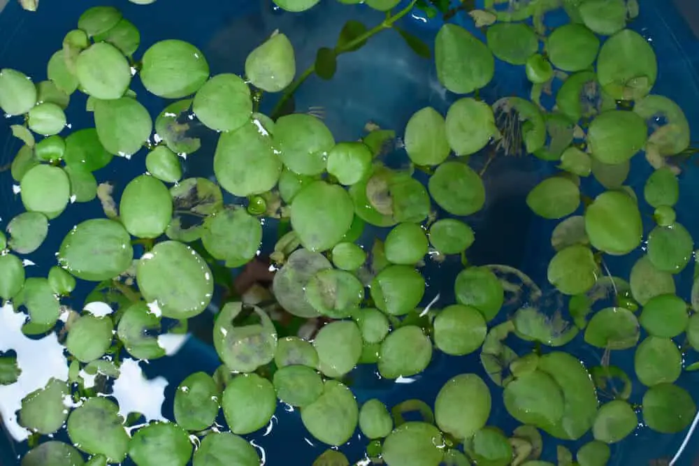 Why Is My Duckweed Dying? Top 6 Causes And Solutions