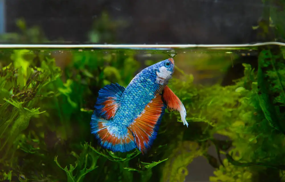 7 Most Common Signs To Know If Your Betta Fish Is Hungry