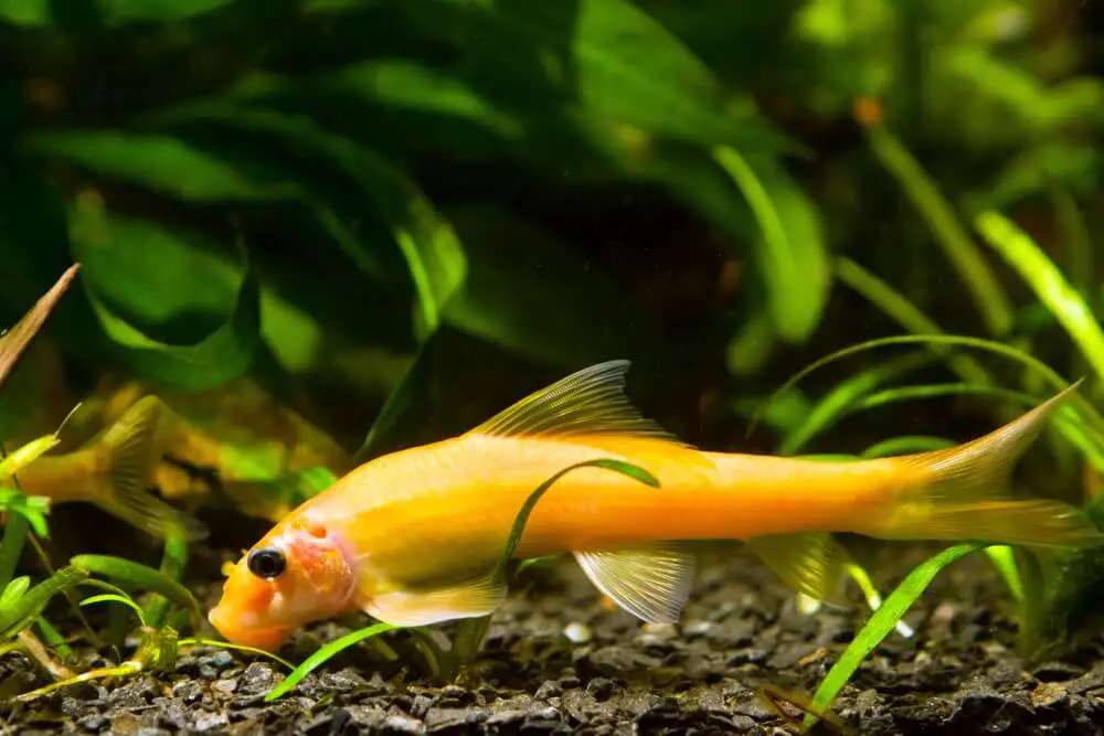golden-algae-eater-the-best-glass-cleaner-fish-for-fish-tanks