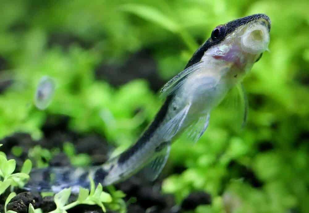 otocinclus-best-glass-cleaner-fish