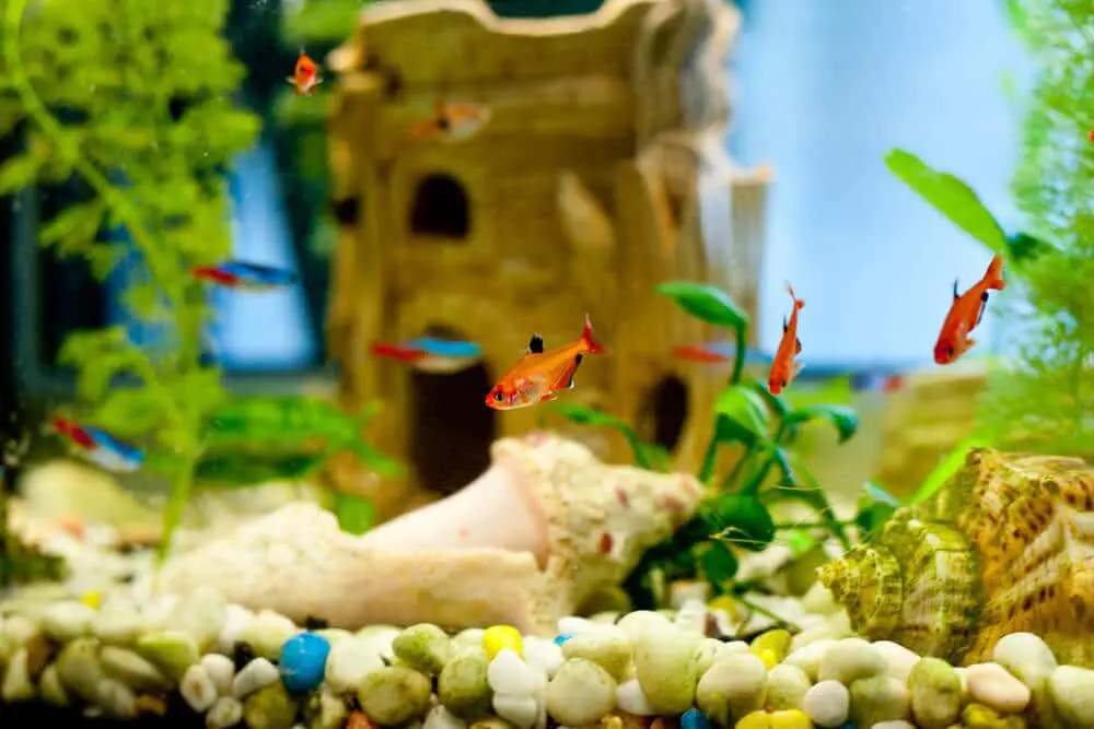 small-fish-tank-decorated-with-shells