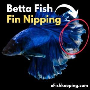 Fin Rot Or Fin Nipping? Differences Explained (With Images) - eFishkeeping