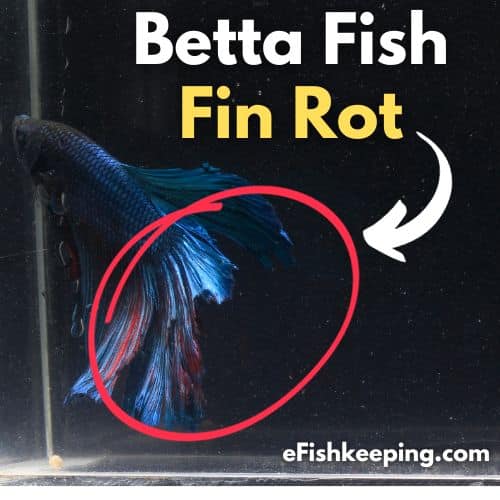 betta-fish-fin-rot-example