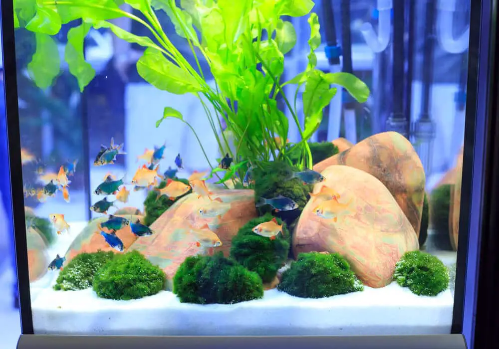 small-3-gallon-fish-tank-well-decorated-with-moss-balls