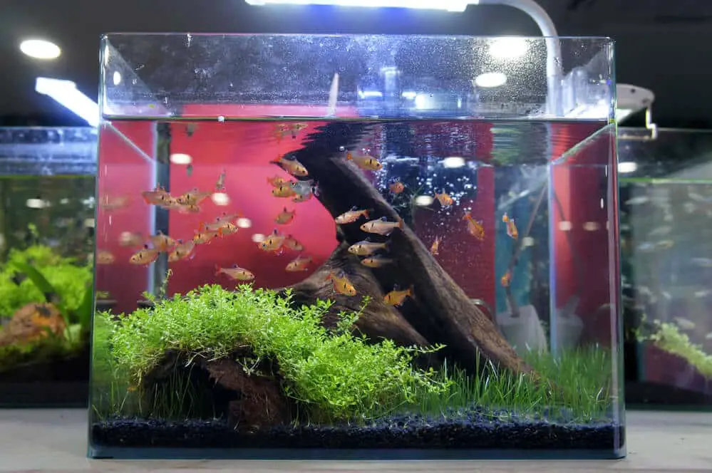 3-gallon-fish-tank-aquascape-with-plants-and-driftwood