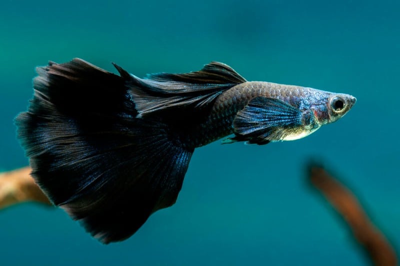a-female-black-guppy-fish-swimming-inside-an-aquarium