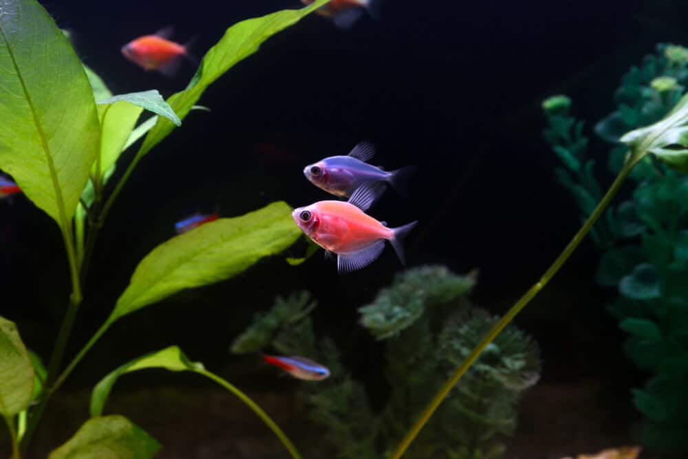 cute-little-glofish-tetra-swimming-in-a-small-fish-tank