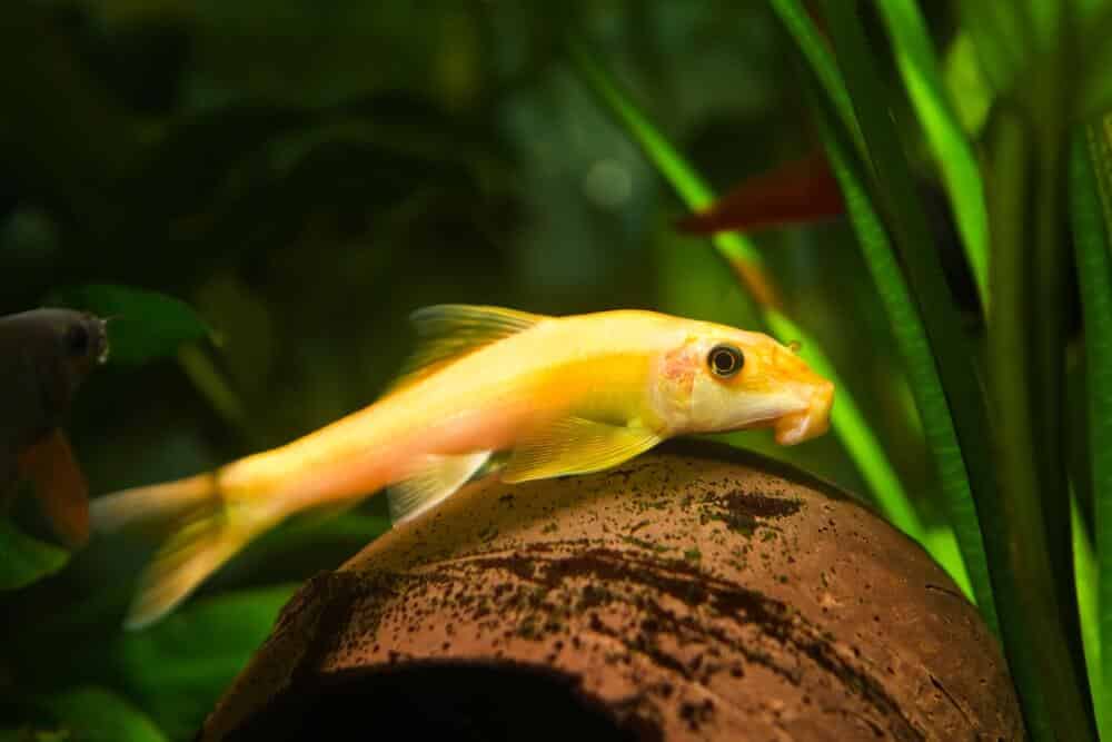 a-golden-algae-eater-fish-with-ceramic pot-inside-a-fish-tank