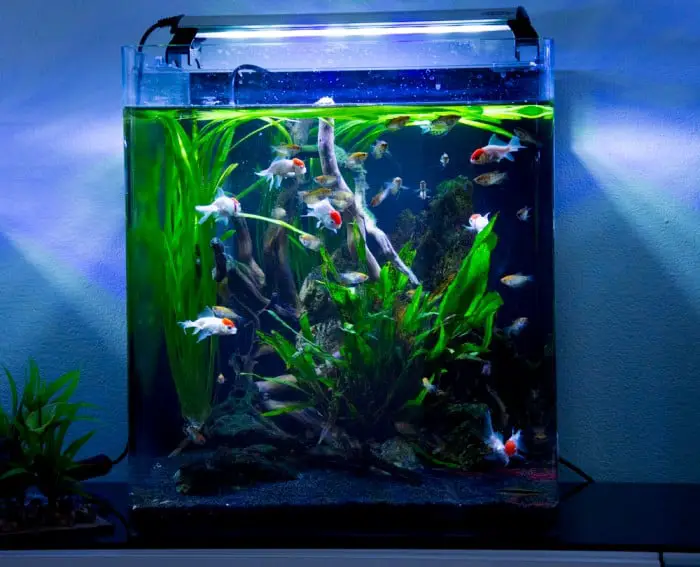 small-fish-tank-3-gallon-decorated-with-live-plants
