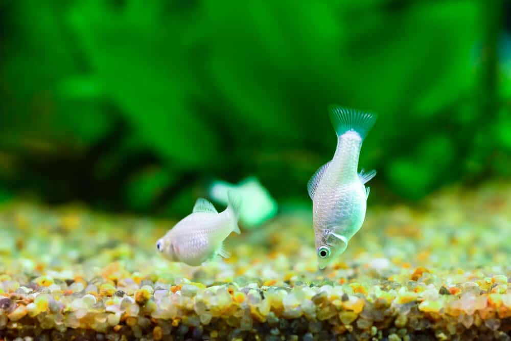 two-white-mollies-swimming-in-a-well-decorated-small-planted-tank-with-gravels