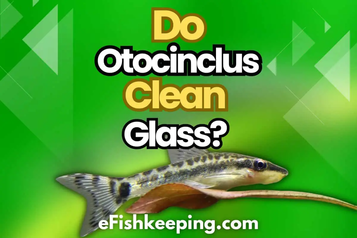 do-otocinclus-clean-glass