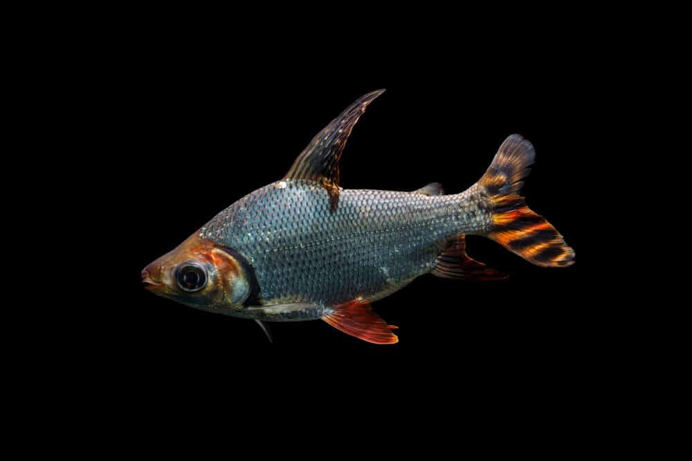 flagtail fish