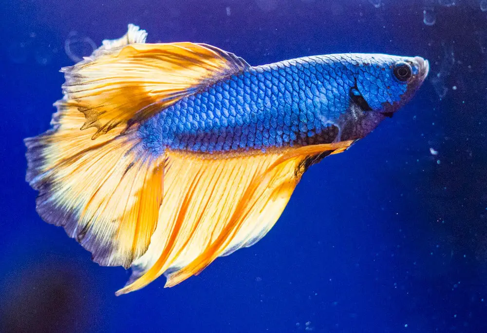a bright blue betta fish that has been overfed