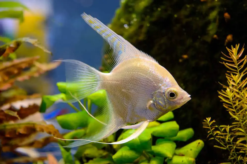 beautiful white angelfish in planted aquarium