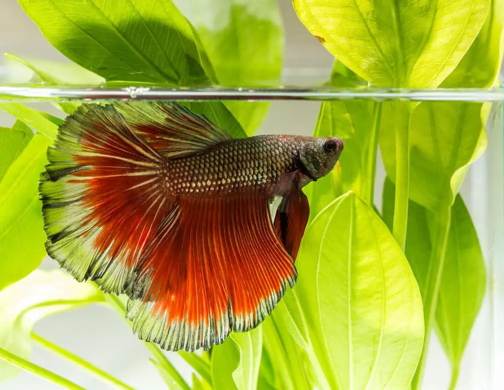 red tail betta fish close to fish tank surface among live plants