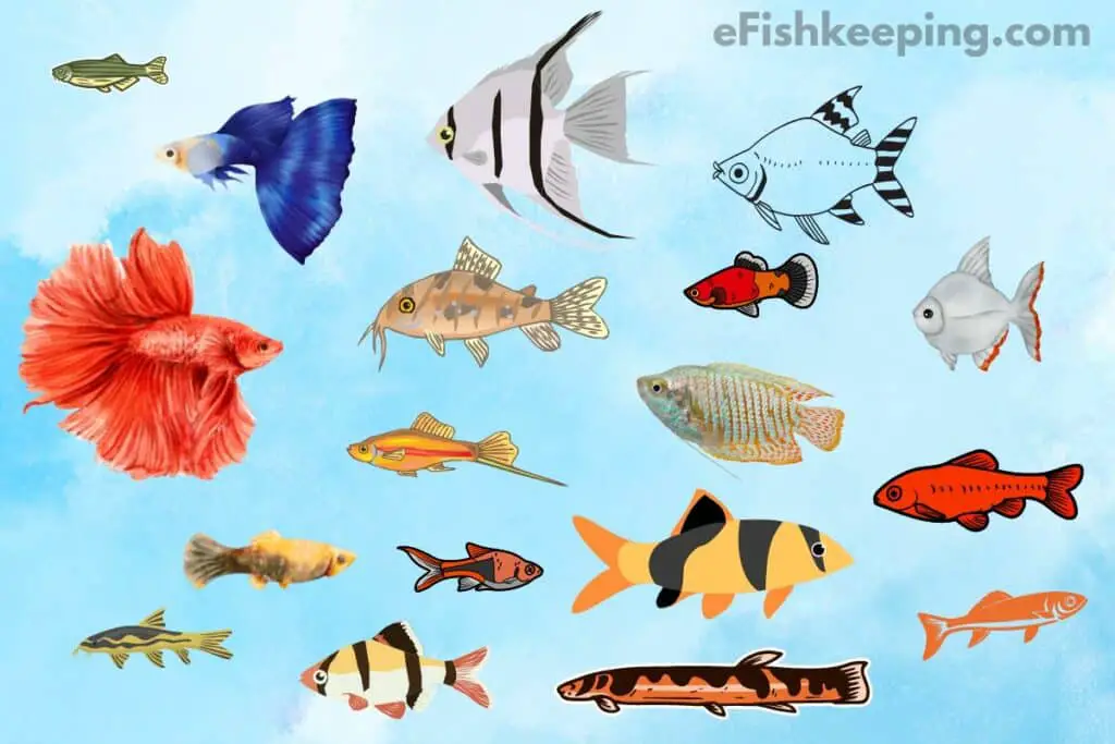 low maintenance easy to care for fish illustration infographic
