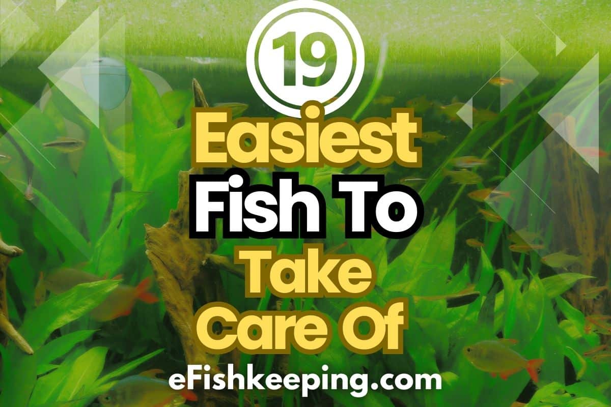 19 Easiest Fish To Take Care Of (Best Low Maintenance Fish)