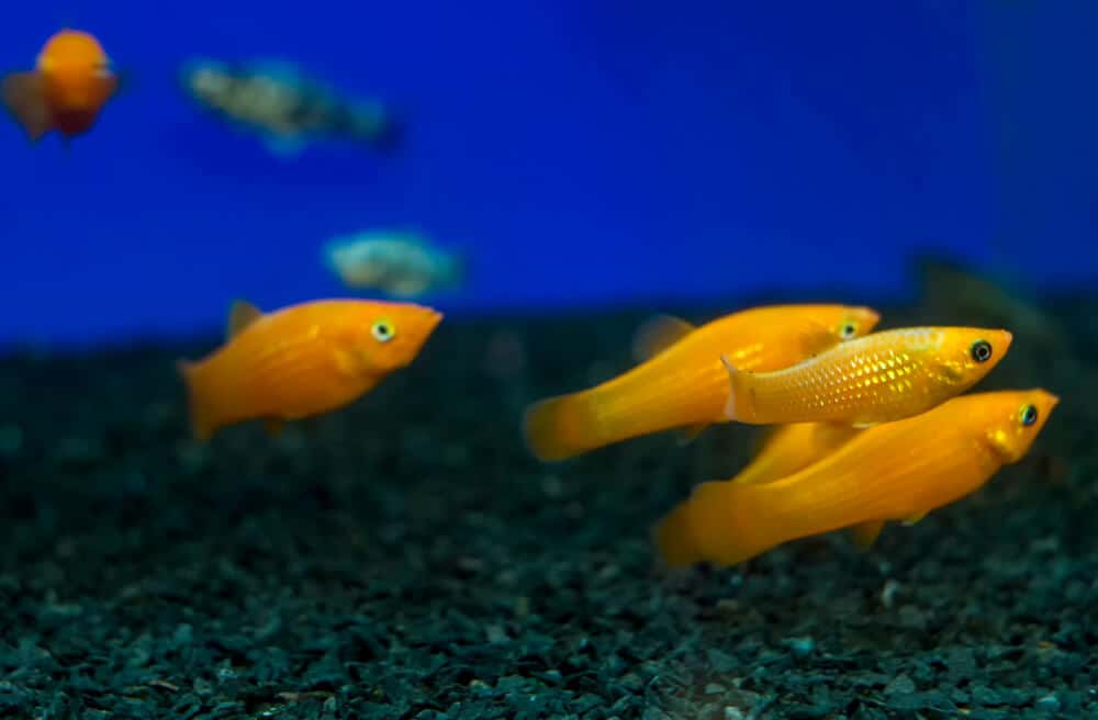 yellow molly fish