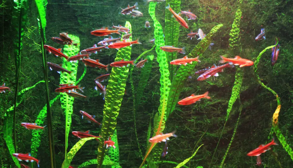 rosy red minnows