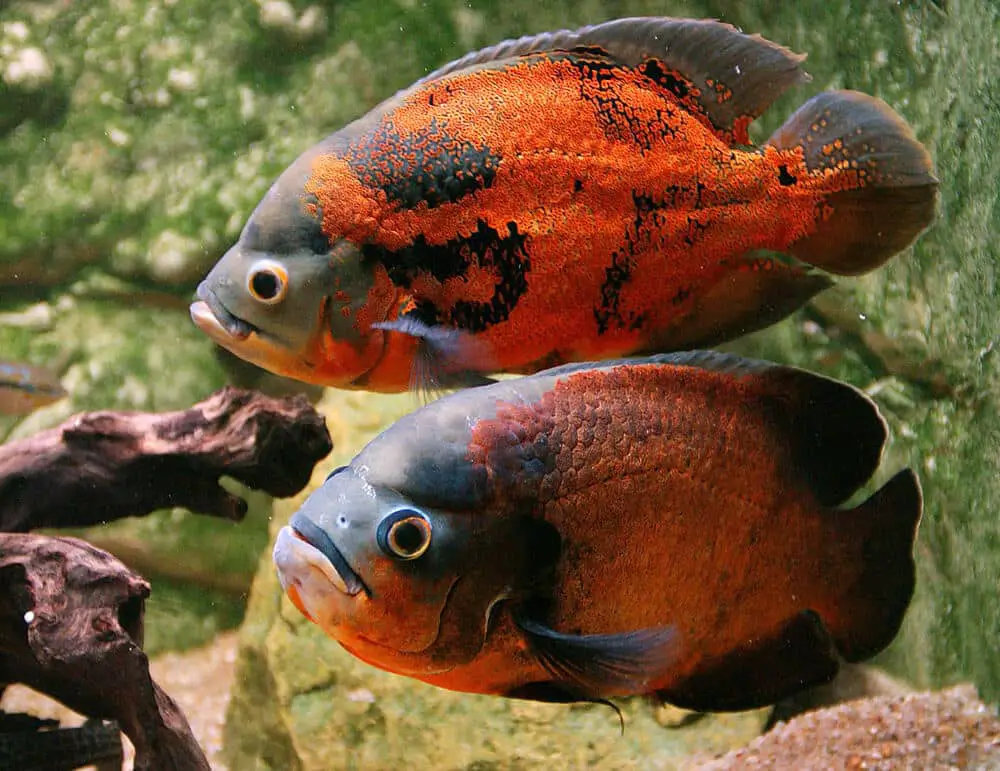 oscar fish